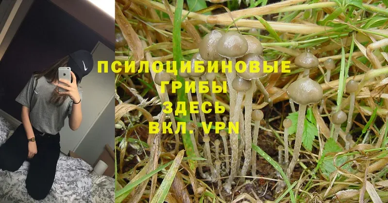 Галлюциногенные грибы Magic Shrooms  Олонец 